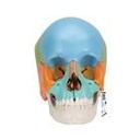 Anatomisches Modell Steckschädel, 22-tlg., bunt