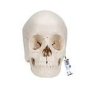 Anatomisches Modell Steckschädel, 22-tlg.
