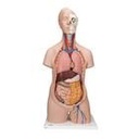 Standard Torso Modell, geschlechtsneutral, 12-teilig