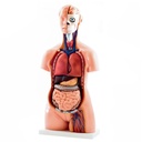 HEINE Modell Zweigeschlechtlicher menschlicher Torso 40 teilig