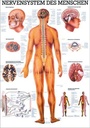 Lehrtafel Nervensystem des Menschen 70x100cm Papier