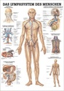 Lehrtafel Das Lymphsystem 70x100cm Papier